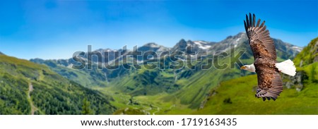 Eagle flies at high altitude with wings spread out on a sunny day in the mountains. Royalty-Free Stock Photo #1719163435