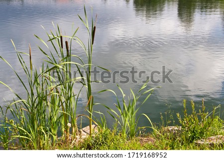 Bulrush, cattail or great reedmace, Typha latifolia, growing in lagoons of Galicia, Spain Royalty-Free Stock Photo #1719168952