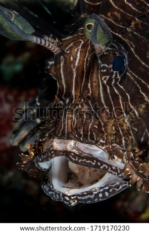 Macro image of the beautiful Lion Fish yawning in portrait. Andaman Sea Thailand.