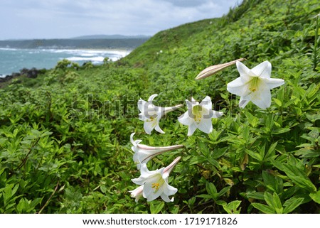 Beautiful wild lilies blooming on the seaside hillside