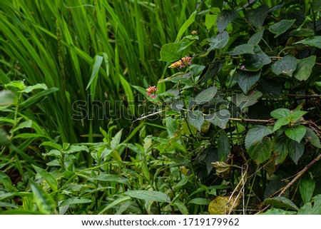 West Indian lantana flowers blooming in the agricultural field