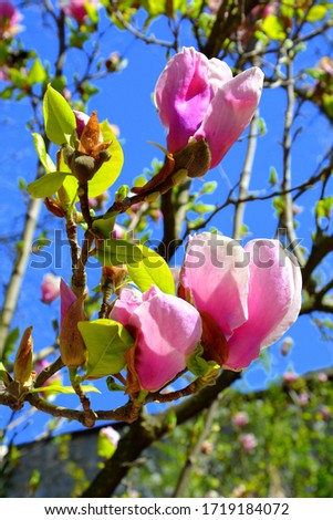 Magnolia. Nice flower in early spring. The first flowers appear in spring season
