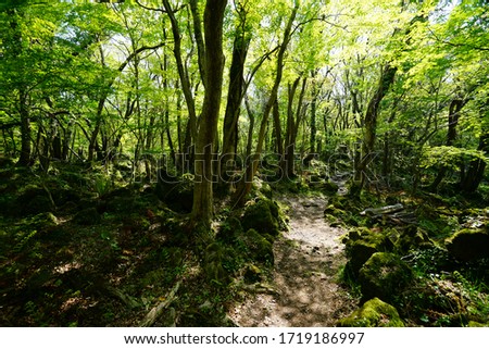 a path through a deep forest