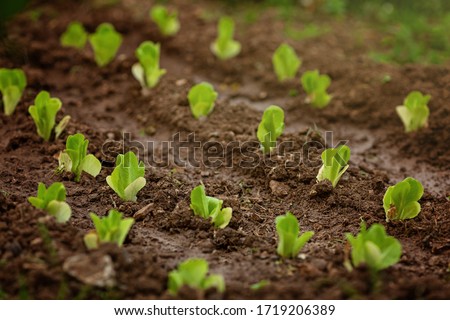 Fresh leaves of green lettuce salad growing in soil in garden. Fresh green lettuce growing in vegetable garden. Home organic gardening in Cyprus Royalty-Free Stock Photo #1719206389