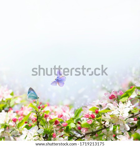 Spring white square background with apple tree and blue butterflies