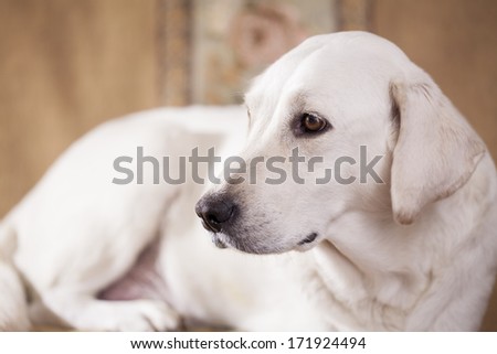 close up portrait of a female white labrador retriever