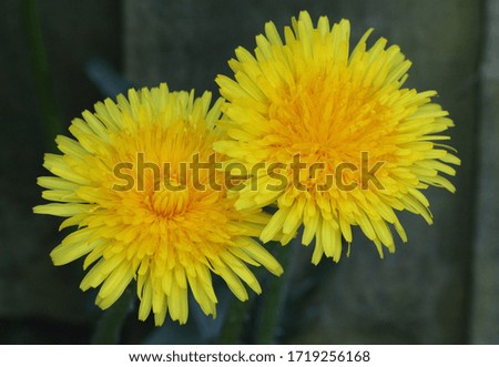 A Close Up Image Of Yellow Dandelion Flowers