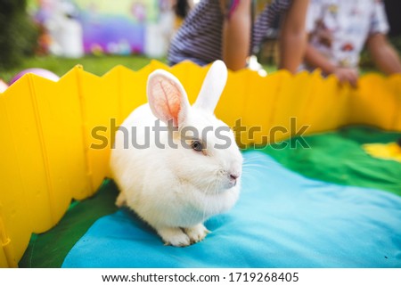 Rabbits are a genus of mammals from the hare family.