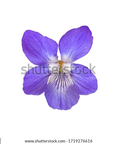 single wood, sweet, English, common, florist's or garden violet (viola odorata) flower, detail Royalty-Free Stock Photo #1719276616