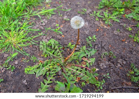 fluffy white dandelion on a background of green grass for your design or background