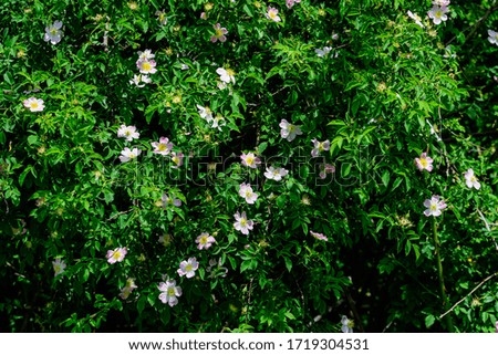 Large green bush with fresh light pink roses and green leaves in a garden in a sunny summer day, beautiful outdoor floral background photographed with soft focus
