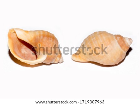 A large macro photo of a common dog whelk shell, Nucella lapillus, showing its anatomy. Picture taken in studio on a white background.