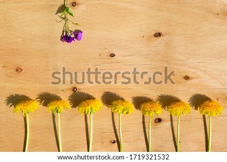Motivational lineup of dandelions and a purple flower standing out, symbolizing difference against wooden background with copyspace