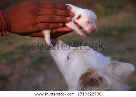White Swiss shepherd bitch caring her puppy, who is in the hands of a man