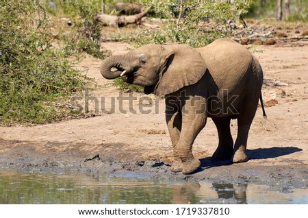 Horizontal image of small cite little elephant drinking alongside water pool in the sun with out of focus green trees, branches and dry sand background. Elephant drinking water with trunk in the mouth