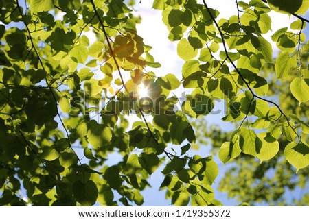 Sunlight streaming through spring green leaves. Royalty-Free Stock Photo #1719355372