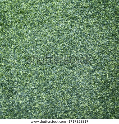 Green grass texture background,Green natural, dark green.
