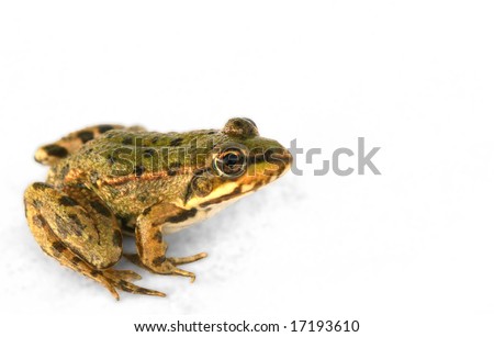 little frog close-up isolated on white background