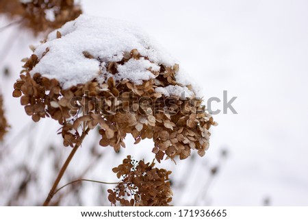 dry grass in snow