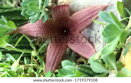 Stapelia grandiflora (carrion plant) open flower and leaves