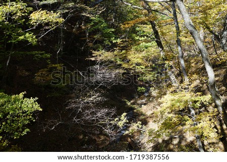 Beautiful autumn leaves in the mountain forest 