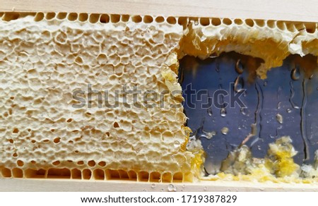 Honey comb in the frame. The famous pine honey of Marmaris, Turkey.