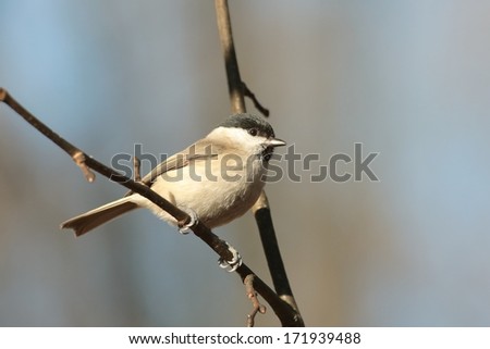 Marsh Tit (Parus palustris) on a twig in the forest.