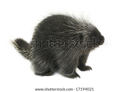 Porcupine on a white background