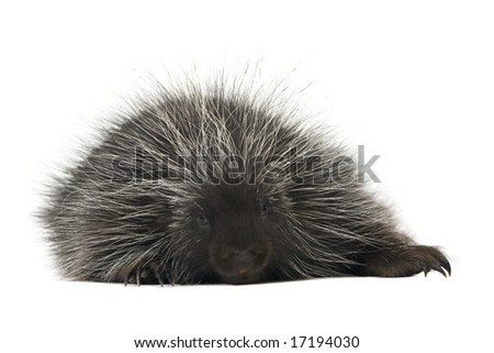 Exhausted porcupine resting on a white background
