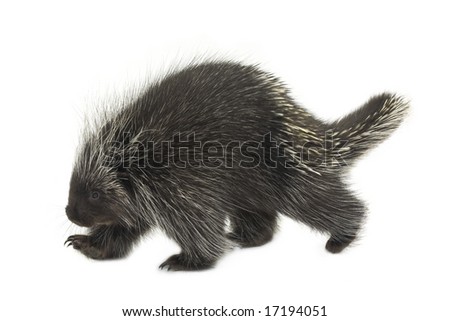 Porcupine walking on a white background