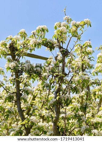 Vertical image of apple tree branches with white blossom. Spring apple blossom. Sunlight and bright blue sky. Nature floral background. Beautiful white blossom in the morning sunlight during spring.