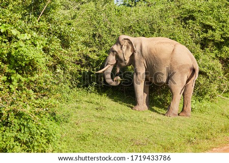 Big grey elephant eats grass and leaves, elephant in natural habitat in the wild nature