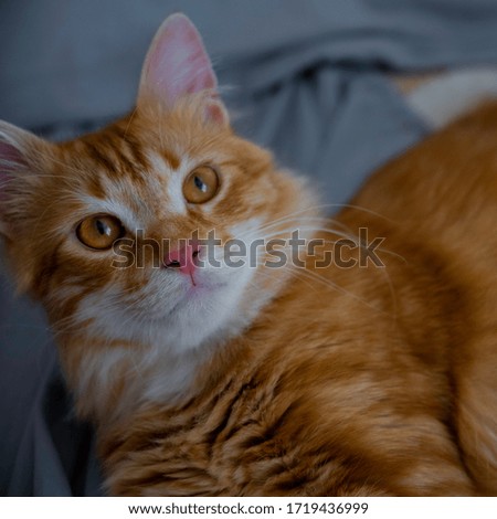 Beautiful Long haired Tabby cat posing for the camera.