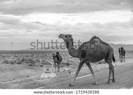 Several camels walking on road in desert landscape of Sahara in Tunisia. Animals on road concept. Horizontal black and white photography.