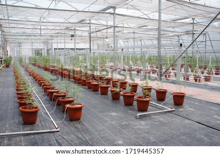 Planting tomatoes using modern methods. It was planted in pots. Irradiated using the self dripping method. Planted in enclosed areas for pest control. Royalty-Free Stock Photo #1719445357