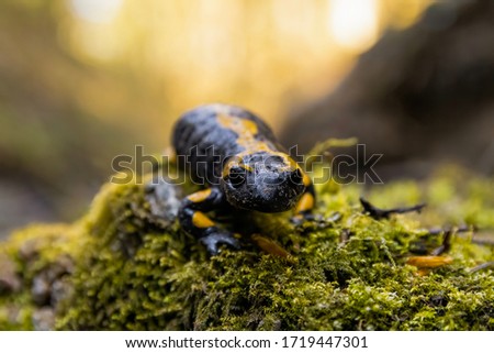 Fire salamander (Salamandra salamandra), black-yellow animal sitting on a mossy rock near a river. Colorful amphibian in a forest with golden background. Wildlife scene from nature. Czech Republic
