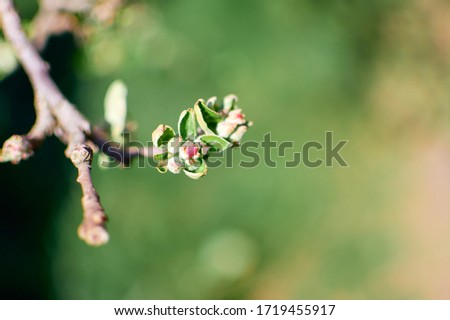 Natural green background. Apple tree branch in early spring. copy space