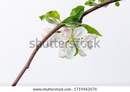 Blooming white apple isolated on white background