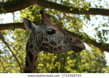 Picture of a giraffe in Pari Daisa