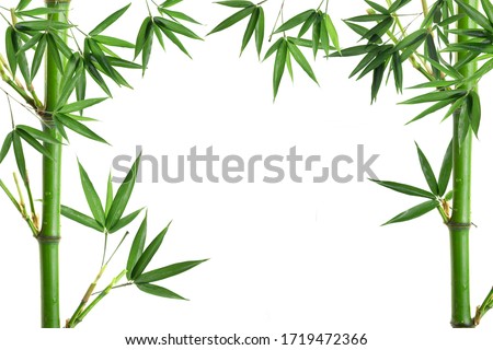 Bamboo plant,Isolated on a white background, Royalty-Free Stock Photo #1719472366
