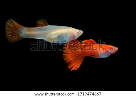 
A pair of full red albio guppies (Poecilia reticulata) while swimming.