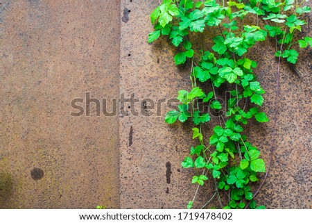 herbs on a rusty gate background