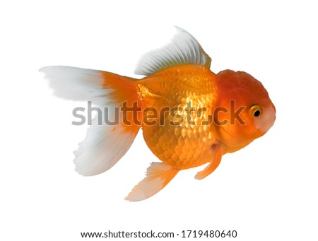 goldfish isolated on white background. This has clipping path.