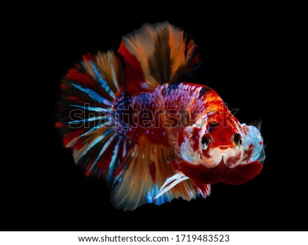 Multi color Siamese fighting fish(candy nemo),red and blue dragon fighting fish,Betta splendens,on black background with clipping path