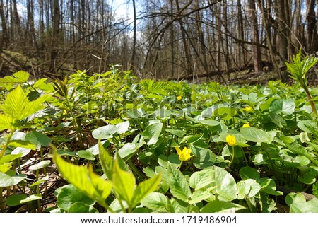 Forest herbs. Yellow forest flowers in green young grass.