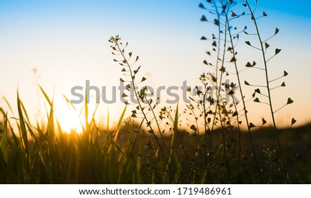 dandelions and grass at sunset