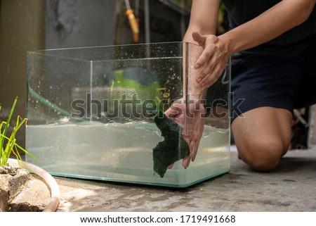 a man cleaning aquarium with green sponge