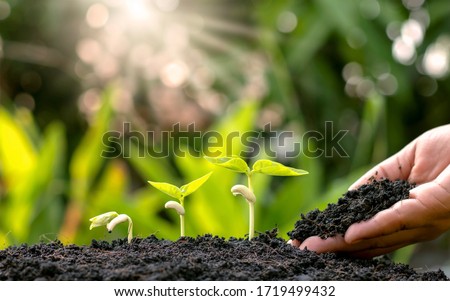 Planting crops on fertile soil and the hands of farmers spinning the soil, including showing the process of plant growth, cropping concepts and investments for farmers. Royalty-Free Stock Photo #1719499432