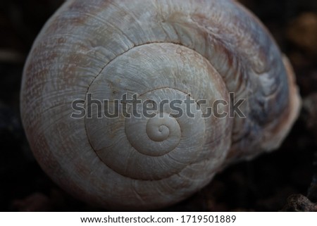 Closeup picture of a snail's shell