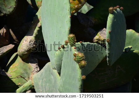 cactus and cactus flower come into leaf